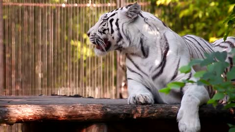 white tiger resting and yawning