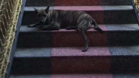 The Phu Quoc dog is on guard while the owner is away