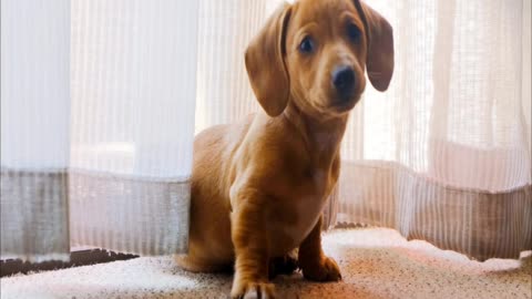 💗 Adorable puppy🐶 wandering on a camera with so cute styles