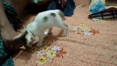 Cat play