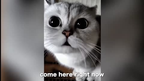 Funny Cat video make you laugh