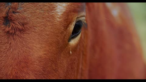 Eye of a brown young horse close-up