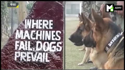 How to training dog in 💂💂💂 army in India, country, 2022