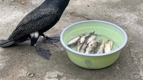 Feeding time