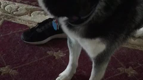 Playful growling Husky says I Love You to his brother