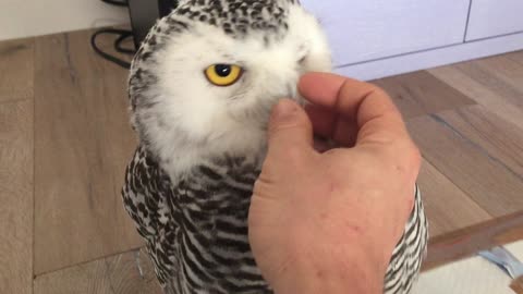 Ivetta the friendly Snow Owl