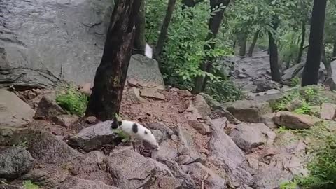 korea mountain cat