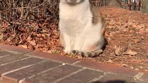 Cat and Sunshine