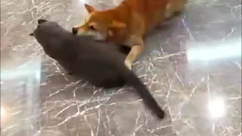 Funny Cats and Dogs