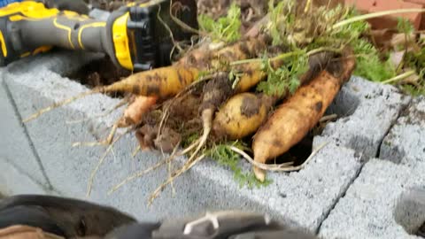 Harvesting Over wintered Carrots - Storing Carrots Over Winter In The Ground