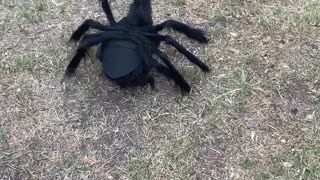 Spider Chicken Has Feathered Friends Concerned