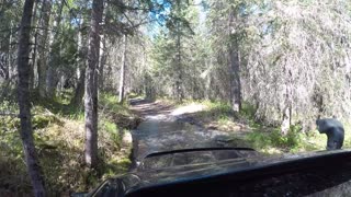 Summer Time, Old Seward Highway IV