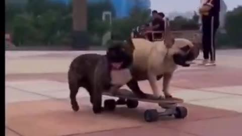 Rowdy dogs skating