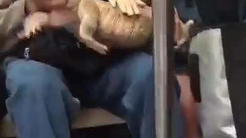 Man subway reptile lizard big on lap