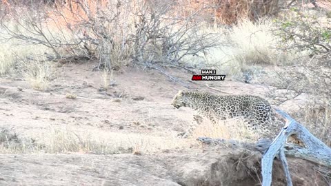 Up Close with a Wild Leopard!