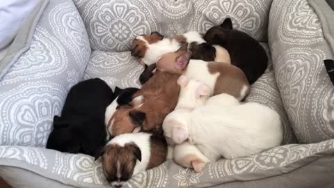 Sleepy puppies