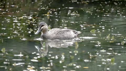 Duck is playing