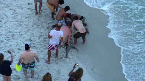 Swimmers Shocked by Huge Hammerhead Shark