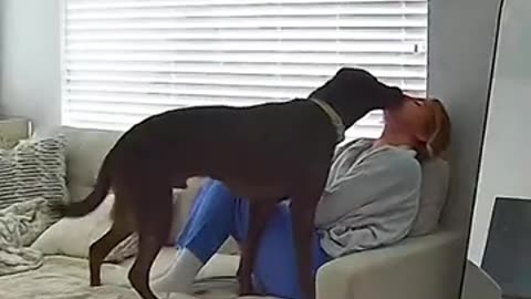 Dog Has Cutest Way Of Apologizing To Mom