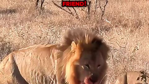 Male Lion's Fierce Show of Dominance in the African Bush