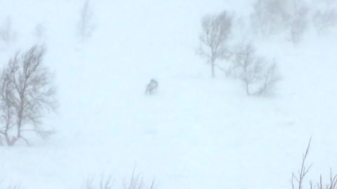 Wolverine attack on reindeer in Indre Troms (Norway)