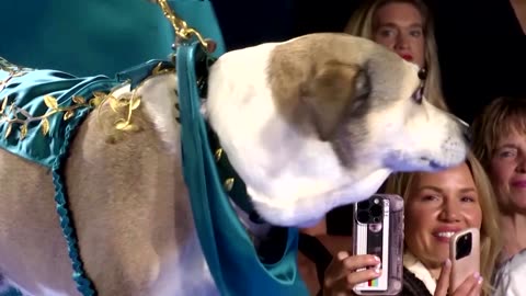 Dogs dazzle on the runway ahead of New York Fashion Week