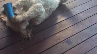 White bird gets head stuck in koozie