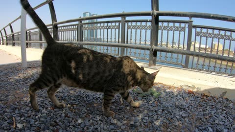 MICHAEL JACKSON - Homeless cat in Ras Al Khaimah, UAE #cat #cats #MichaelJackson #emirates #ae #UAE