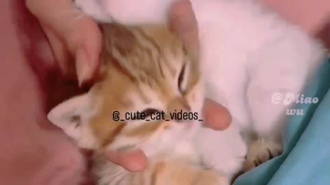 Cute cat funny video 😆