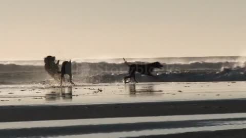 Happy Dogs At The Beach Running Full Speed