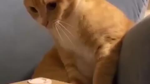 funny cats compilation