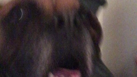 Boxer dog is crying or singing with his moms awful harmonica playing