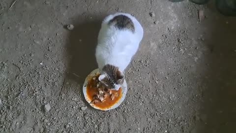 I gave food to a cute pregnant cat. This cat is very cute.