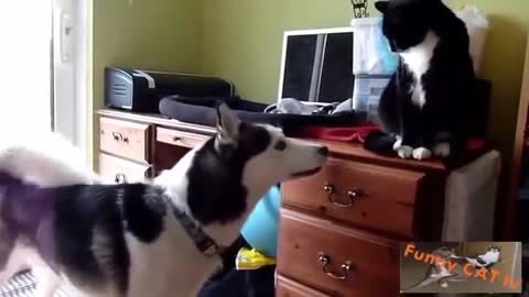 Cats and Dogs Meeting Each other For The First Time1