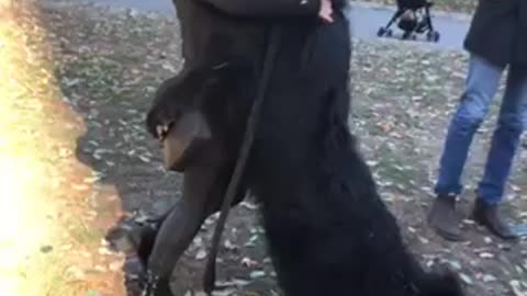 Enormous Newfoundland gives woman full body hug