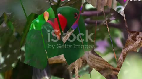 The Colorful Secrets of Eclectus Parrots Revealed