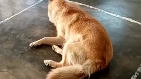 Beira, my sweet African dog._Cut.mp4