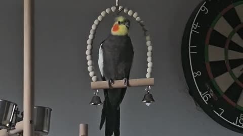 Funny parrot |cockatiel parrot | Funny birds | Funny animals