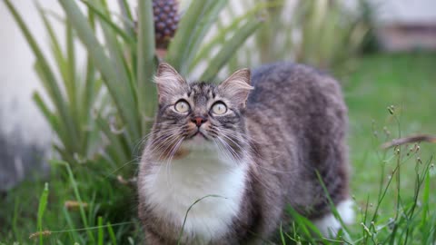 Close Up Video of Cat on the Grass