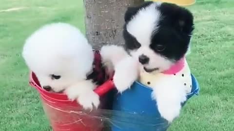 Best funny cute puppy dog 2021