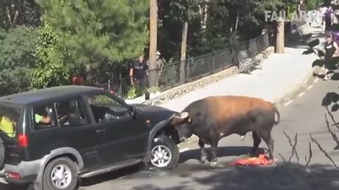 Funny Bull