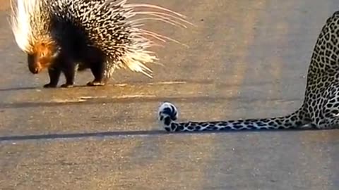 Leopard Animal fighting