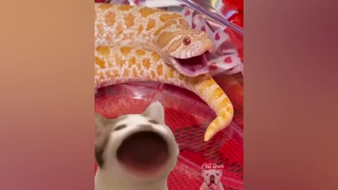 Snakes can be cute like any other pets too-funny Snake as ever|Pet snakes town