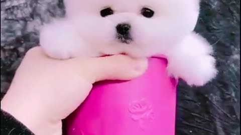 Cute dog funny video