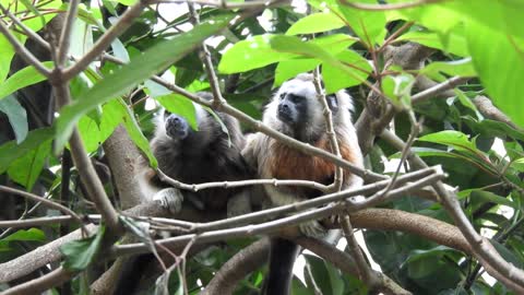 nature,animals,mammals,titi monkey,armenia , video