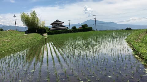 田植え後2週間程度の苗の様子 ササシグレ米作り