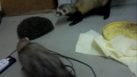 Hedgehog protected from ferrets