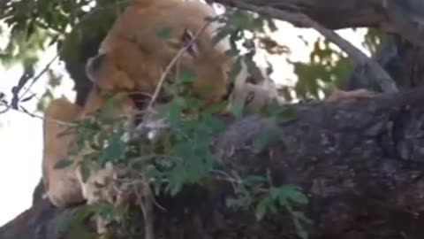 Lion Climbs Tree To Steal Leopards Prey