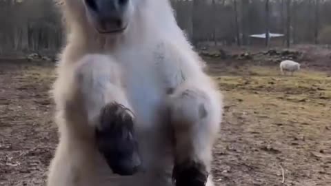 Cute pony horse standing on two legs