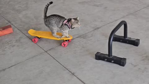 Kitten Skateboards Through Obstacle Course